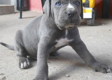 Vand pui Cane Corso