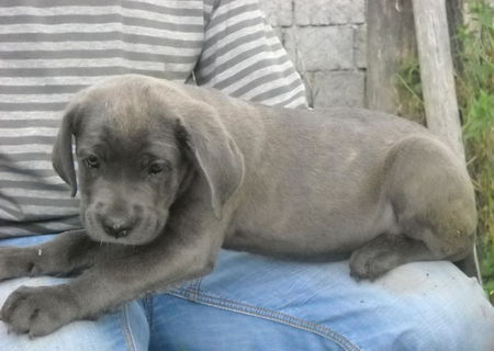 Vand pui Cane Corso