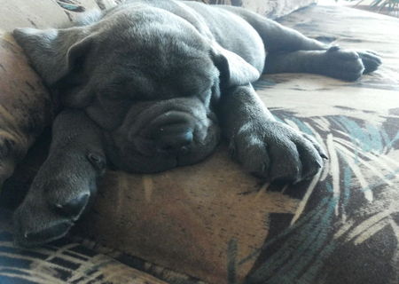 vand pui cane corso