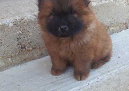 vand pui chow chow