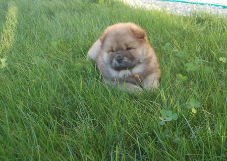 Vand pui Chow-chow