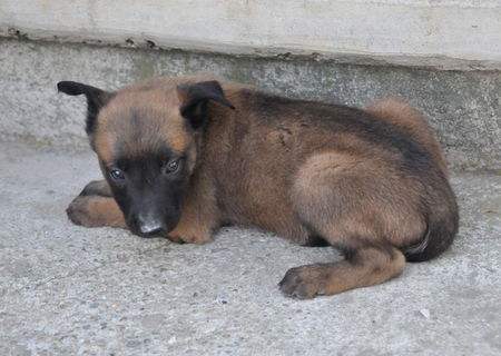 vand pui ciobanesc belgian malinois