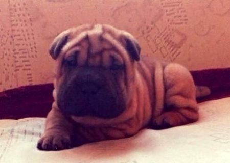 Vand pui de shar-pei maro-ciocolatiu