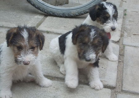 Vand Pui Fox Terrier cu par sarmos !!