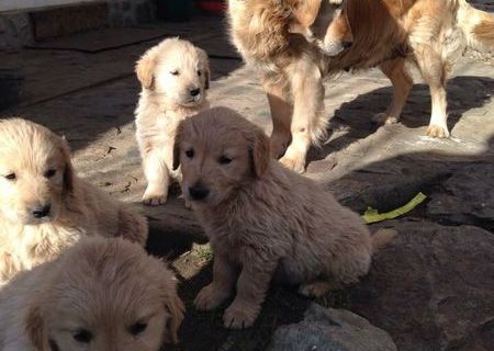 Vand pui golden retriever