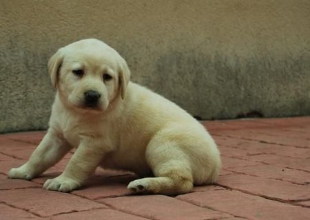 VAND PUI LABRADOR RETRIEVER DE VANZARE