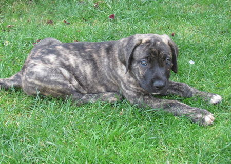 Vand pui Presa Canario