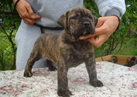 vand pui presa canario