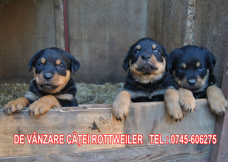 Vand pui rottweiler