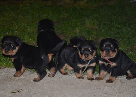 Vand pui Rottweiler