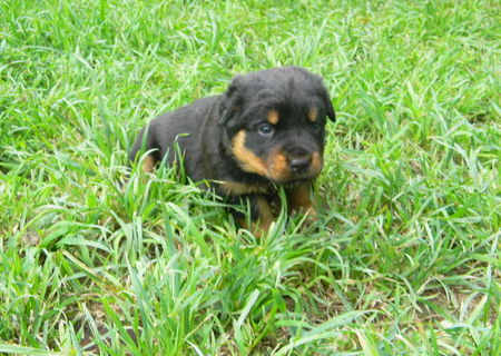 Vand pui rottweiler