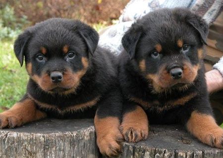 Vand pui Rottweiler