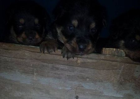 Vand pui rottweileri in varsta de 5 saptamani