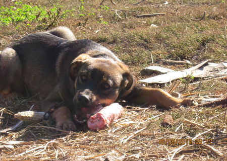 Vand pui rottweiller femela