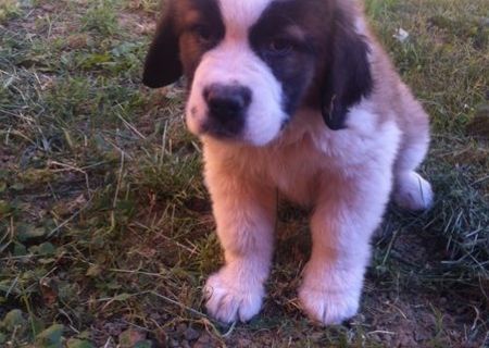 vand pui saint bernard  9 saptamani