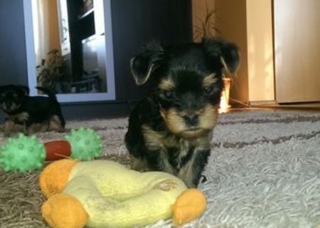 vand pui yorkshire terrier