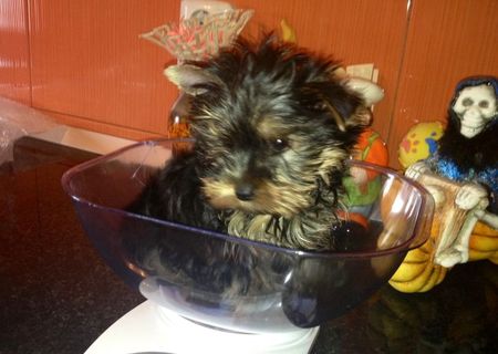 Vand pui yorkshire terrier