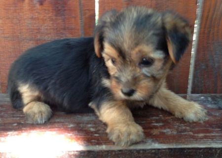 Vand pui Yorkshire Terrier