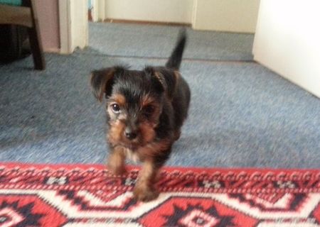 Vand pui Yorkshire Terrier (mascul)