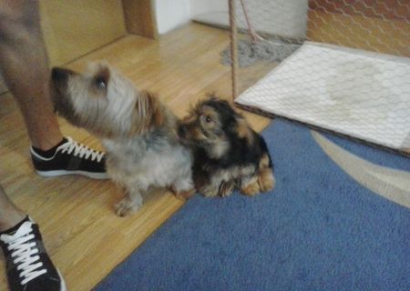 Vand pui Yorkshire Terrier talie medie(nu este toy)