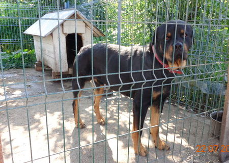 Vand rottweiler