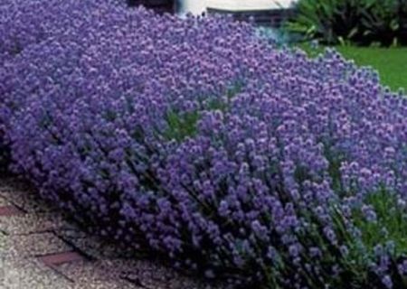 Vand seminte de Lavanda Angustifolia