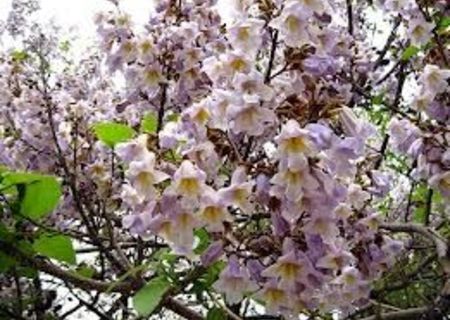 Vand seminte de paulownia tomentosa si elongata