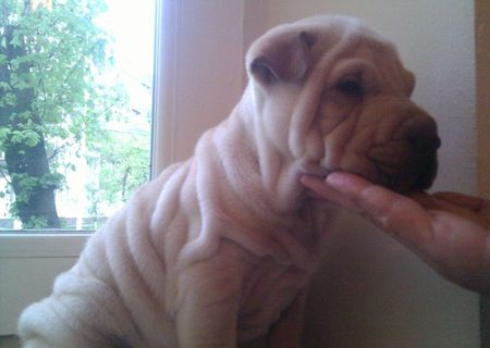 vand shar-pei!