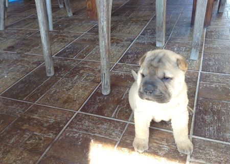 Vand shar pei