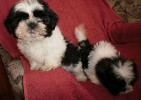 vand shih tzu