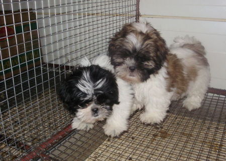 Vand Shih-Tzu !!