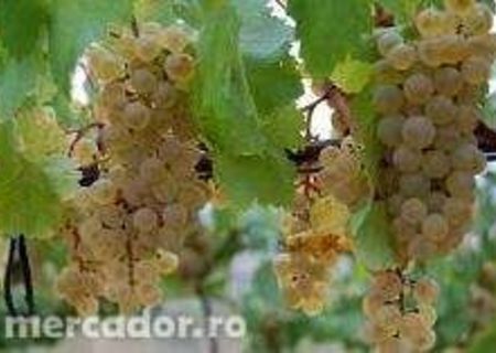 Vand struguri pentru vin