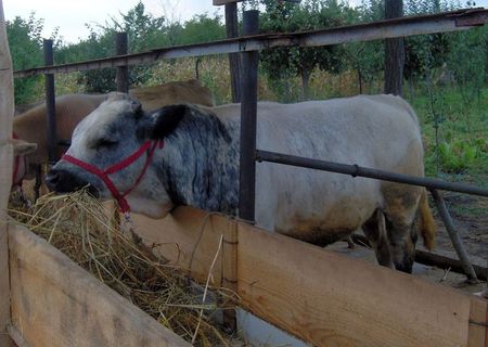 Vand Taur Albastru Belgian