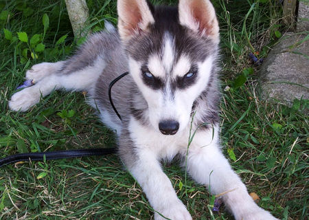 vand Urgent Husky Siberin