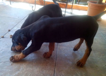 Vand urgent pui doberman