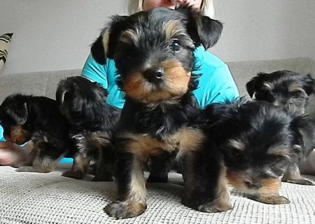 Vand urgent puiuti Yorkshire terrier