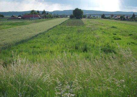 vand urgent teren intravilan ieftin