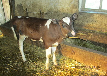 vand vitea,rasa red holstein