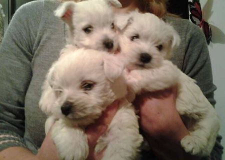 Vand Westie white terrier