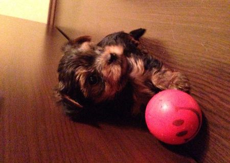 Vand Yorkshire Terrier Mini toy