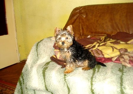 Vand Yorkshire Terrier varsta 3 luni cu toate vaccinurile facute