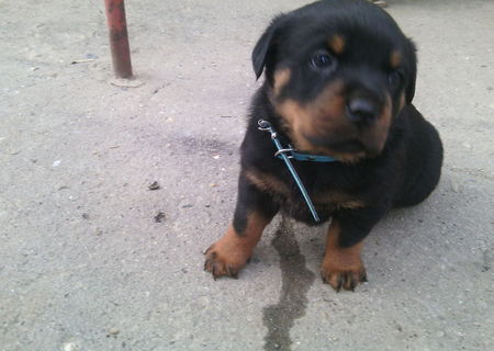 Vind pui rottweiler talie mare