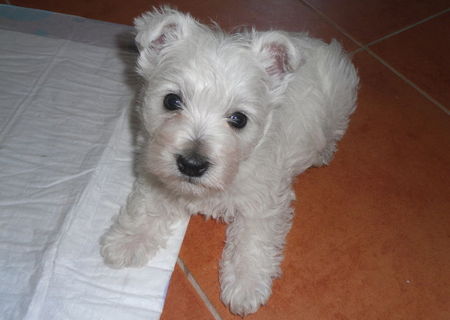 West Highlander White Terrier