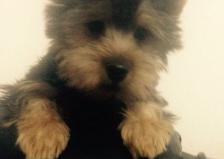 Yorkshire Terrier,5 luni, mascul