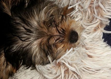 yorkshire terrier toy