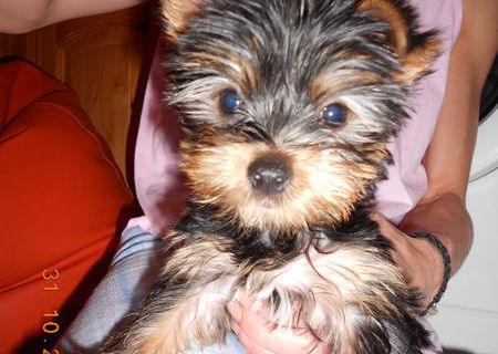 Yorkshire Terrier Toy