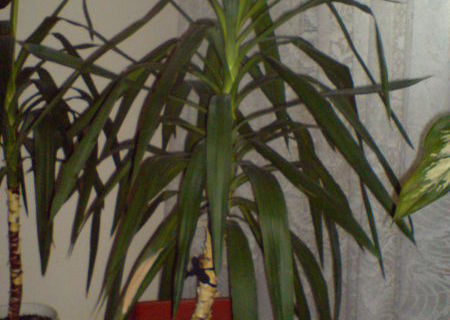 Yucca de interior