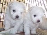 3 pui bichon maltez