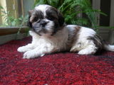 4 catei shih-tzu intarcati