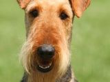 Airedale Terrier